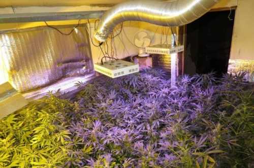 Подготовка к выращиванию марихуаны в помещении